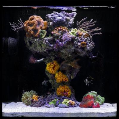 Johnny-Ciotti-upside-down-reef-620x620.jpg