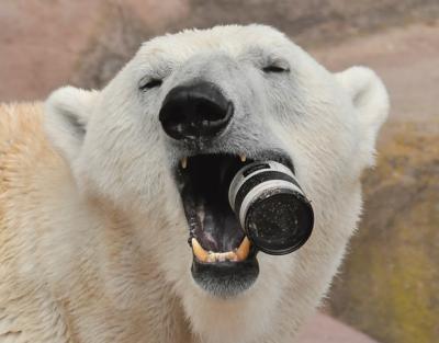 polar-bear_2373506k-620x485.jpg