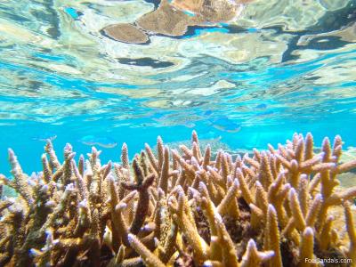 Coral-Reef-Samoa-Surfing.jpg