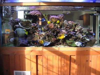 sunlight_on_aquarium.jpg