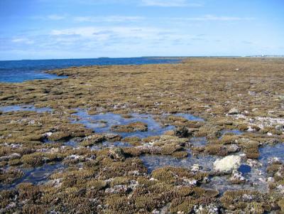 acres_of_exposed_corals.JPG