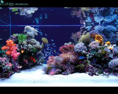 cp-farm-japanese-reef-tank.jpg