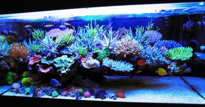 mr-kang-reef-aquarium_zps00fd36f0 (1).jpg