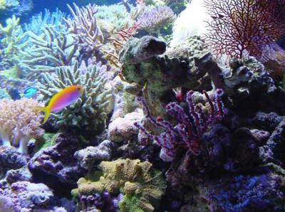 Steve Weast850 gallon Aquarium_photo-8.jpg