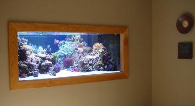 Steve Weast850 gallon Aquarium_photo-2.jpg