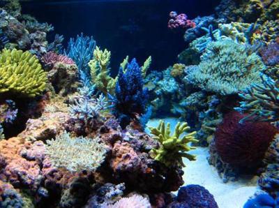 Steve Weast850 gallon Aquarium_photo-4.jpg