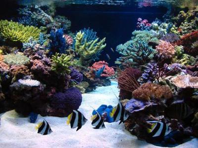 Steve Weast850 gallon Aquarium_photo-1.jpg