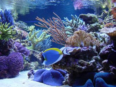 Steve Weast850 gallon Aquarium_photo-3.jpg