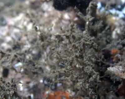 BRYOZOAN_amathia-distans_DETRITUS.jpg