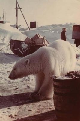 feeding_polar_bears_12.jpeg