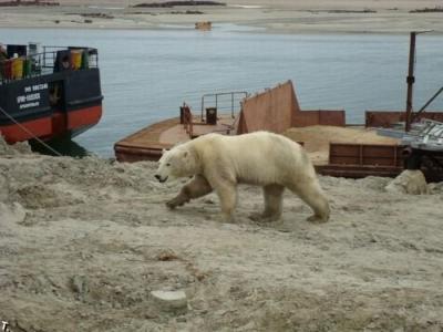 1253025556_polar_bears_10.jpeg