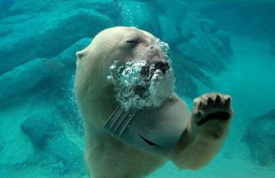 willy_the_bear_in_north_carolina_zoo_04.jpeg