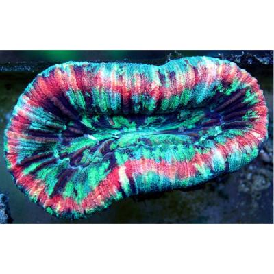 Trachyphyllia radiata 063-700x700.jpg