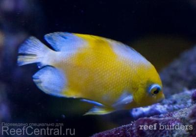 angelfish-vitiligo-centropyge-3-620x435.jpg