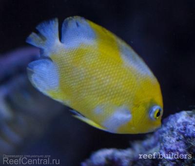 angelfish-vitiligo-centropyge-4.jpg