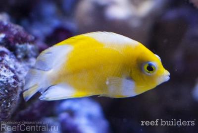 angelfish-vitiligo-centropyge-2.jpg