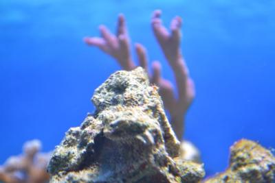 DSC_0070.JPG