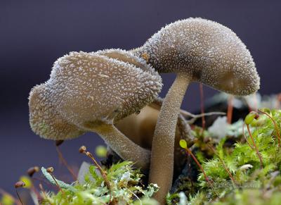 helvella_macropus_DSC9360-_DSC9362.jpg