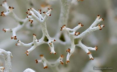 cladonia_sp1.jpg