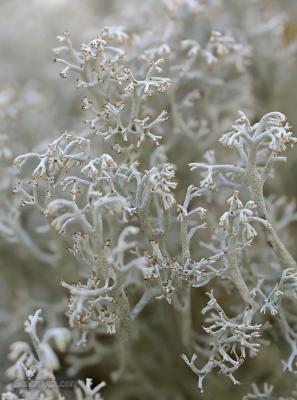cladonia_sp1_A00_4219-A00_4221.jpg