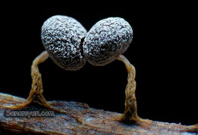 physarum_nutans_001.jpg