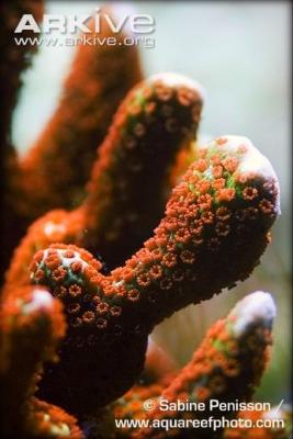 Montipora-samarensis.jpg