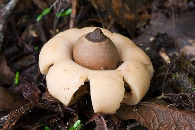 800px-Geastrum_saccatum.jpg