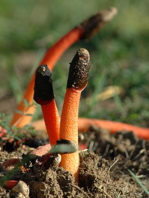 Mutinus-caninus.jpg