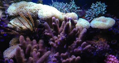 IMG_4374.JPG