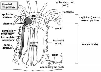 anatomy.jpg