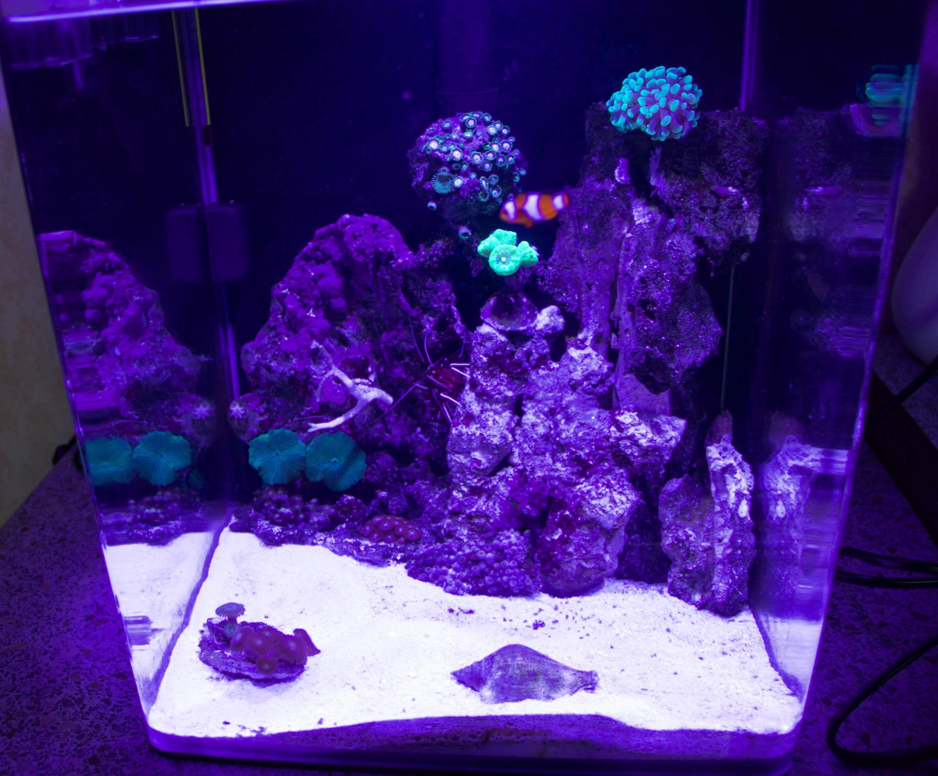 морской аквариум 30 литров