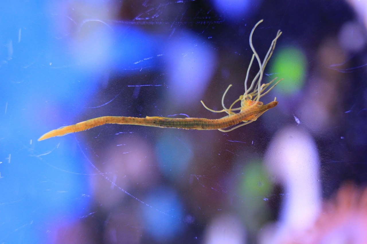 Морские аквариумные черви