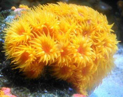 Тубастрея на телефон.jpg