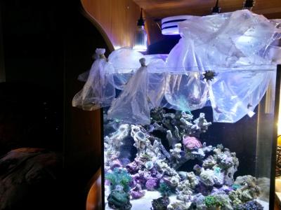 хомуты и креветки 009.jpg