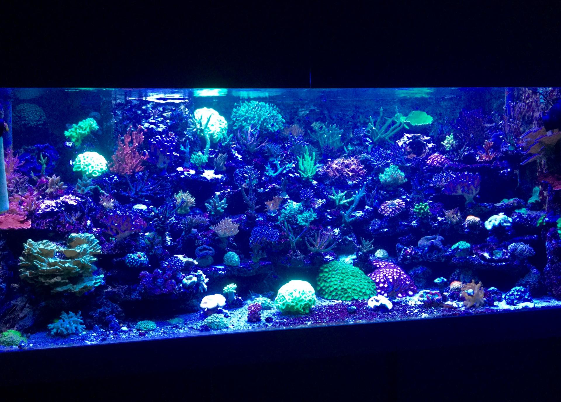 аквариум на 1500