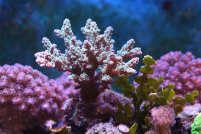 Acropora_pharaonis.jpg