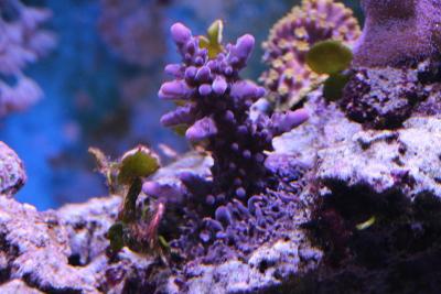 Acropora_sp.jpg