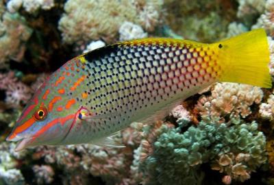 checkerboard-wrasse-halichoeres-hortulanus-1.jpg