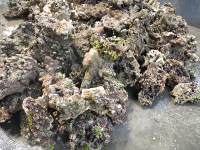 Live Rock Indian Ocean (Common Premium Rock) - West (pict 2).jpg