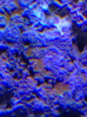 Image1516464154.734328.jpg