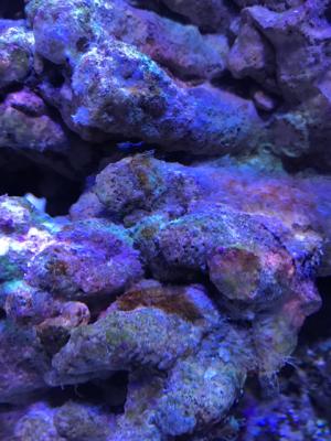Image1516464257.600406.jpg