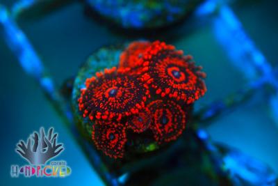 _MG_7455.JPG