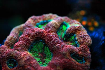 _MG_7490_2.jpg