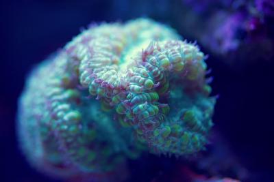 IMG_8421.jpeg