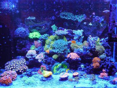 общий вид.jpg