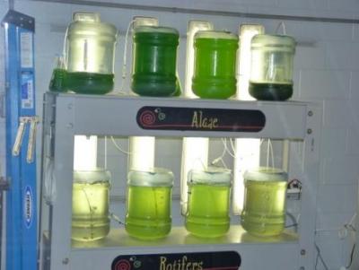 algae-cultures.jpg