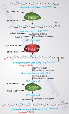 epa-dhasynthesis.jpg