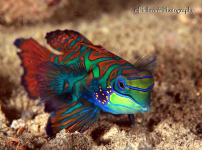 mandarinfish-9.jpg