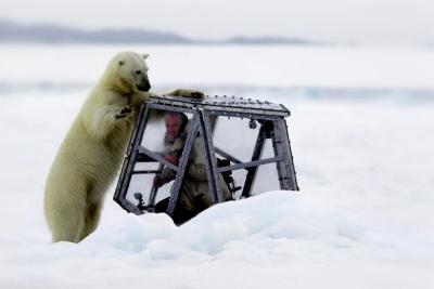 £££ Cameraman's face-to-face encounter with a polar bear.jpeg