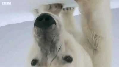 Polar-Bear-Snowball-Cam-Soccer.gif